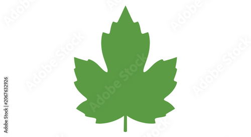 Green Maple Leaf Isolated on White.