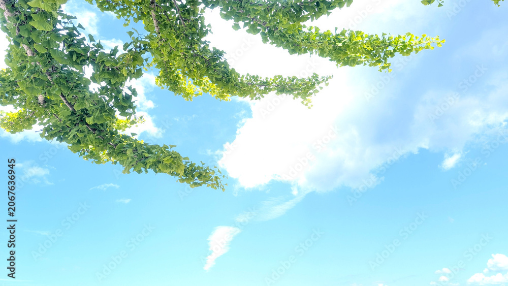 Naklejka premium イチョウの木と青い空の景色