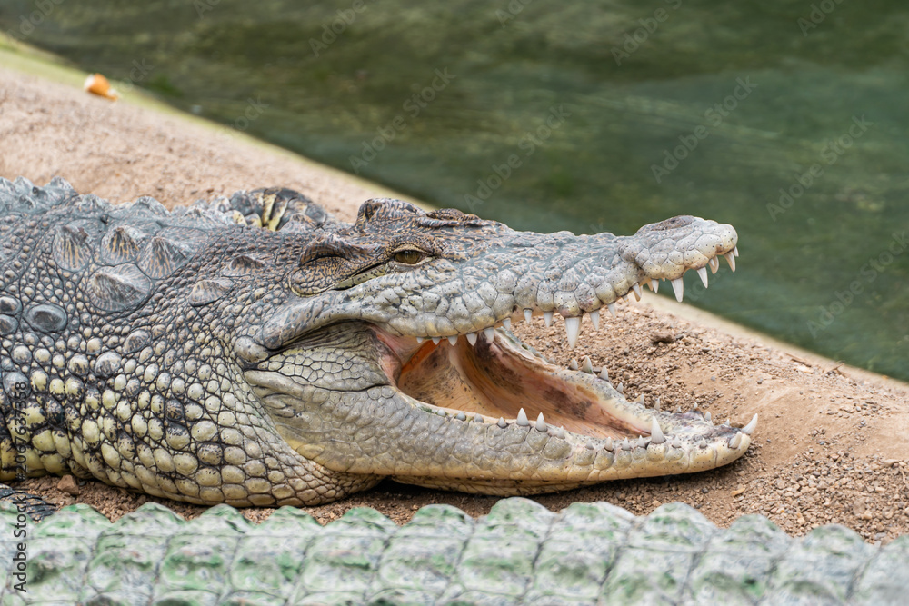 Fototapeta premium Crocodile lying on sandy ground near water with open mouth. Dangerous reptile animal in wildlife park environment