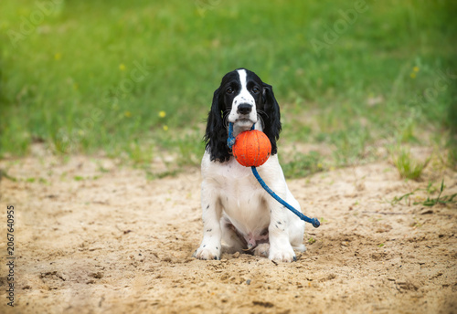 Cute white long-eared hunting spaniel puppy sitting on the riverbank with an orange ball in its mouth. Walking with dogs in the summer outside the city.