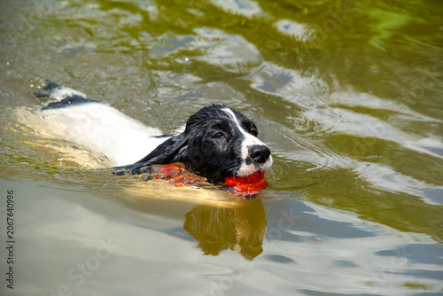 Active white long-eared puppy of the hunting spaniel breed swims in the river with an orange ball in its mouth. Walking with dogs in the summer outside the city.