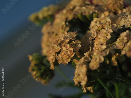 blooming yarrow bright flowers