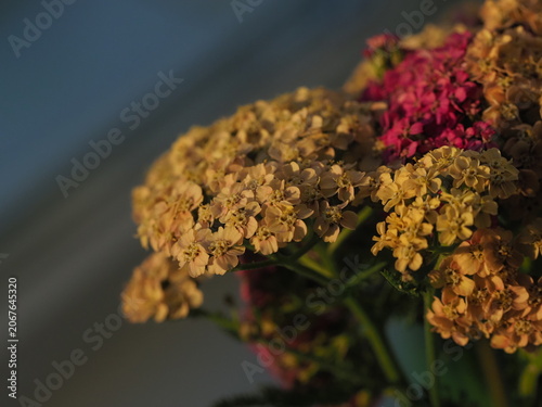 blooming yarrow bright flowers