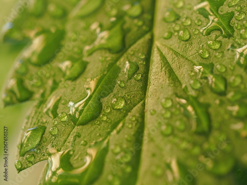 water droplets on cannabis leaves