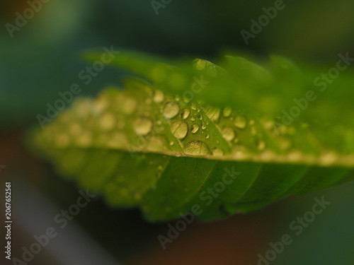 water droplets on cannabis leaves