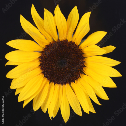 Sonnenblume