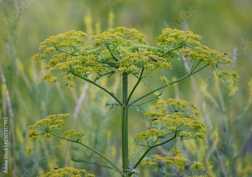 wild Fennel