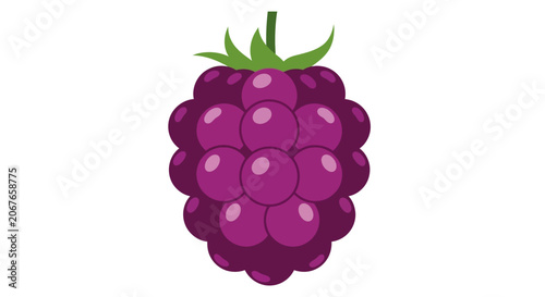 purple raspberry fruit vector illustration