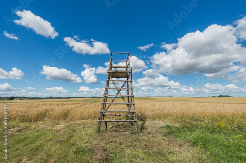 Summer Rural Landscape in Latvia with Cornfields