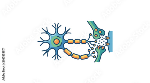 Valokuva Illustration of a human neuron transmitting a signal across a synapse
