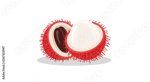Rambutan fruit vector illustration with half cut open showing seed