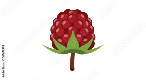 Raspberry fruit vector illustration with green leaves and stem
