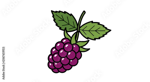 Raspberry with green leaves vector illustration