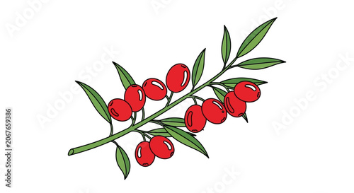 red berries on green branch vector illustration