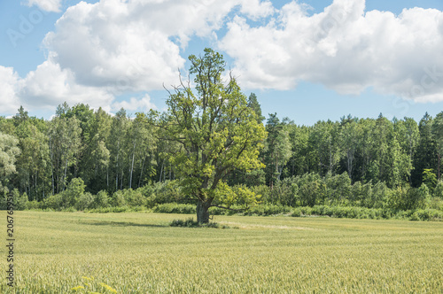 Summer Rural Landscape in Latvia with Cornfields