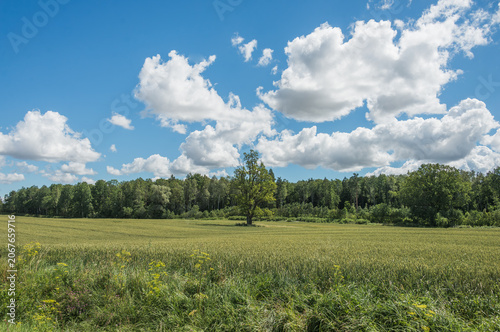 Summer Rural Landscape in Latvia with Cornfields