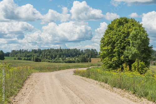 Summer Rural Landscape in Latvia with Cornfields