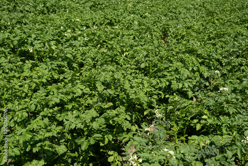 Фотография Green potato field background with small white flowers
