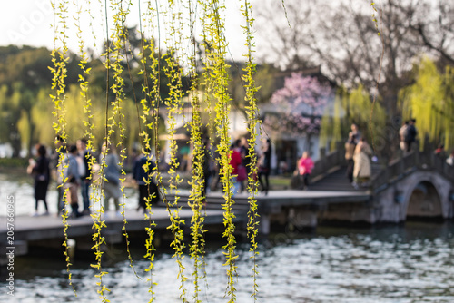 Fotografie Spring willow branches by West Lake with visitors and stone bridge in Hangzhou C