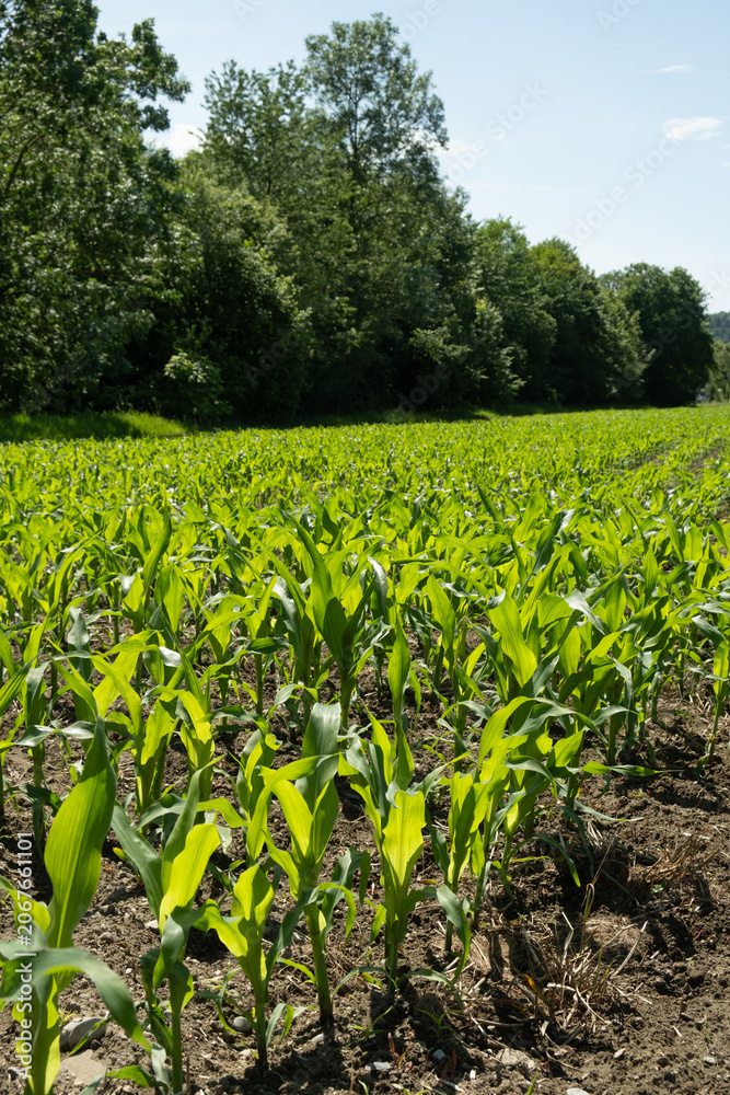 Fototapeta premium Vertical landscape of an organic maize plantation under a clear blue sky