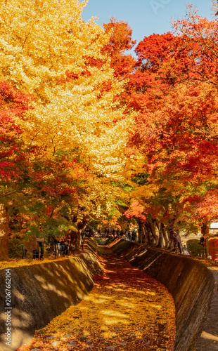 Autumn Foliage at Lake Kawaguchi Momiji Corridor, Yamanashi, Japan