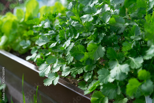 Obraz na płótnie Lush coriander herb plants growing densely in garden bed with natural sunlight, gardening and homegrown herbs concept, fresh vegetable plot