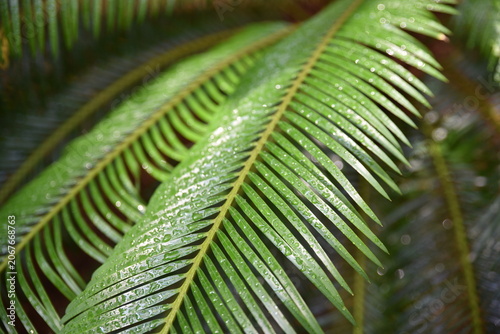 Palmes perlées de pluie