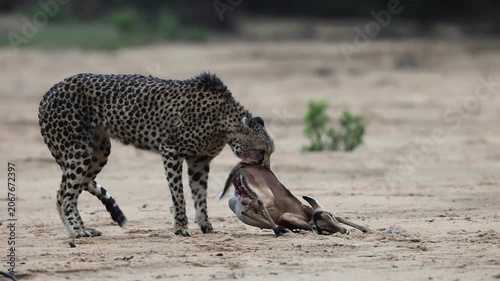  A cheetah moving an impala carcass in a dry riverbed