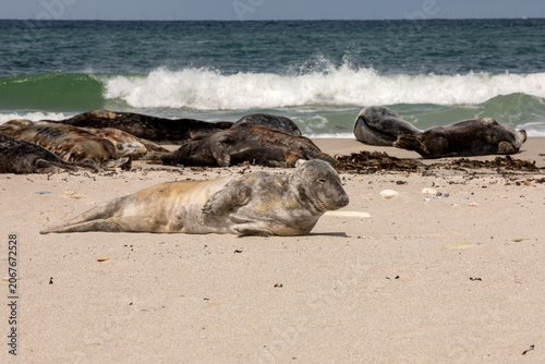 Grey Seal Colony Resting on Sandy North Sea Beach