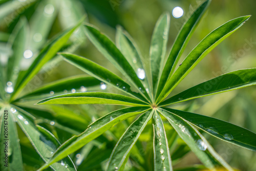 Green lupine leaves radiate in a star shape with bright water droplets. Macro focus and soft bokeh emphasize fresh foliage, summer light, and natural texture.