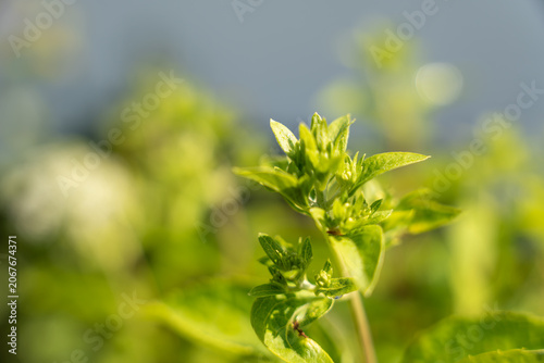 A young green herb plant grows with serrated leaves and new buds in soft sunlight. The close macro highlights fresh botanical growth and natural garden bokeh.