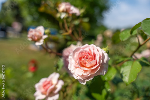 A soft pink garden rose blooms sharply among blurred rosebuds and glossy leaves. Shallow depth of field highlights petals, dew, and a peaceful outdoor garden.