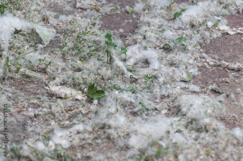 A close-up of white poplar fluff on the sidewalk. The shot captures the peak of poplar fluff season, seasonal allergies, and the peculiarities of urban nature in summer.