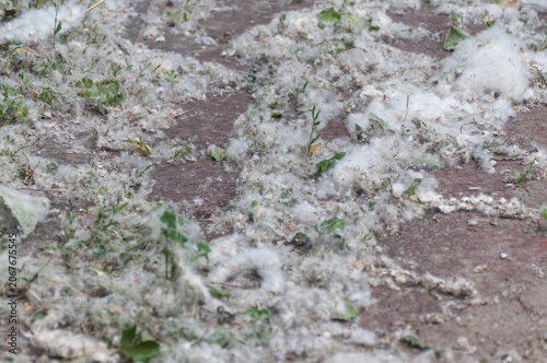 A close-up of white poplar fluff on the sidewalk. The shot captures the peak of poplar fluff season, seasonal allergies, and the peculiarities of urban nature in summer.