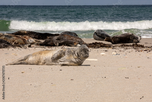 Grey Seal Colony Resting on Sandy North Sea Beach