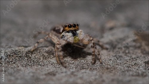Jumping spider eating prey close-up 