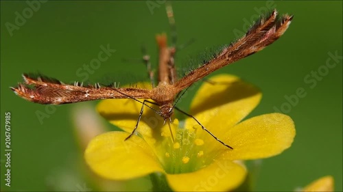 Plume moth of Mauritius suckling nectar from yellow flower macro