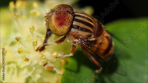 Eristalinus Taeniops Diptera Syrphidae Mauritius hoverfly at work