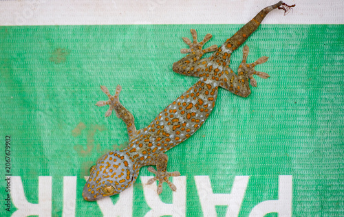 Photos Close-up of tokay gecko (gekko gecko) in the garden