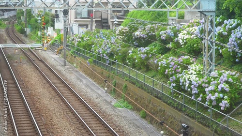 紫陽花の季節に京王井の頭線を走行する車両