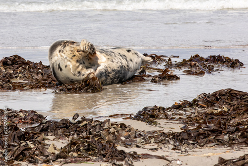 Grey Seal Resting Among Seaweed on North Sea Beach