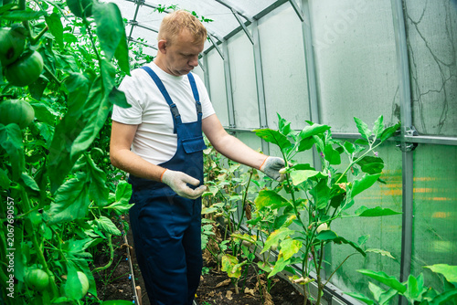 Male farmer working with tomato plants in greenhouse. Checking crop condition during cultivation process