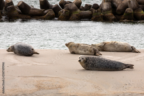 Grey Seal Group Resting on Sandy Beach Near Coastal Breakwater
