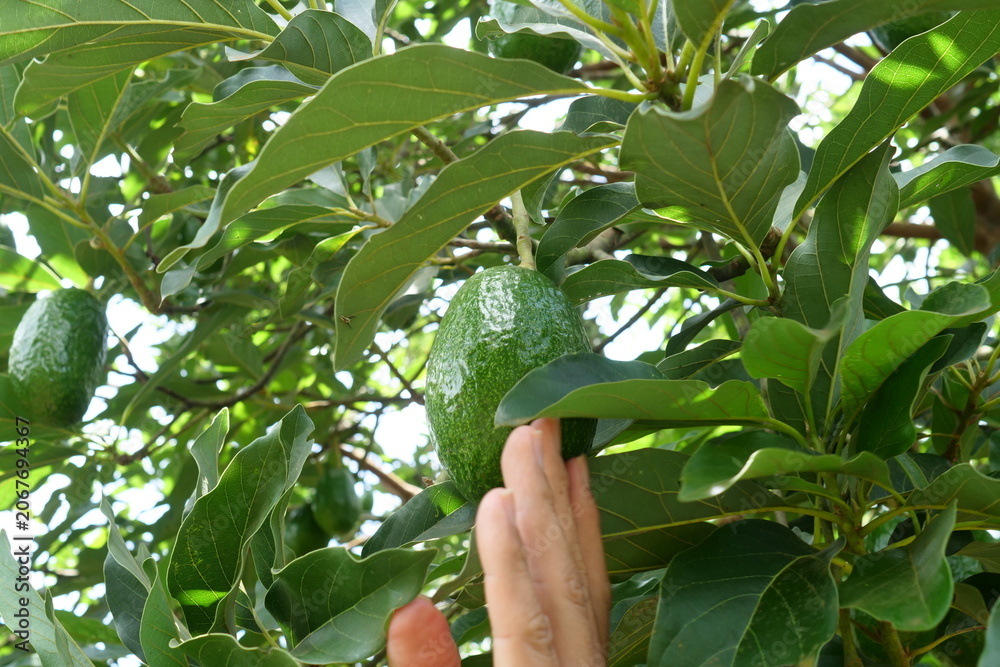 Obraz premium A farmer's hands are checking the growing avocados on a tree; the farmer and the avocado harvest.