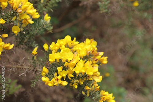 Photos Macro image of yellow Gorse blooms, Derbyshire England