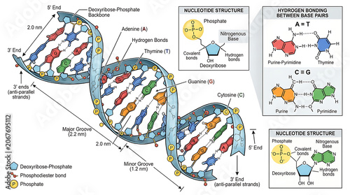 Photos The DNA double helix structure with nucleotide components and molecular bonds illustrated in detail scientifically