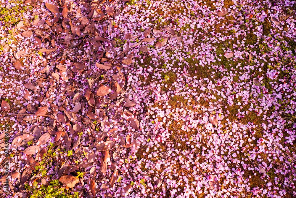 Obraz premium Pink blossom petals and withered leaves scattered on mossy ground