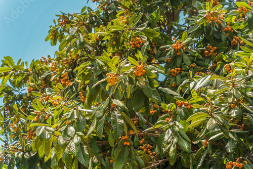 фотографія Ripe loquat fruits on tree branches in summer sunlight