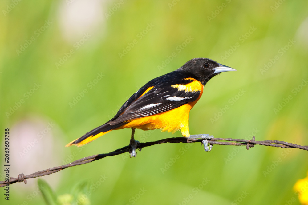 Fototapeta premium 01611-08906 Baltimore Oriole (Icterus galbula) male on barbed wire fence in flower garden, Marion Co., IL