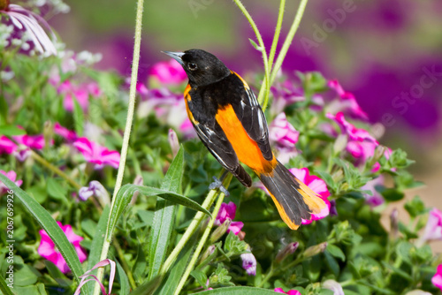 Photos 01611-09213 Baltimore Oriole (Icterus galbula) male on Pale Purple Coneflower (Echinacea pallida) in flower garden, Marion Co
